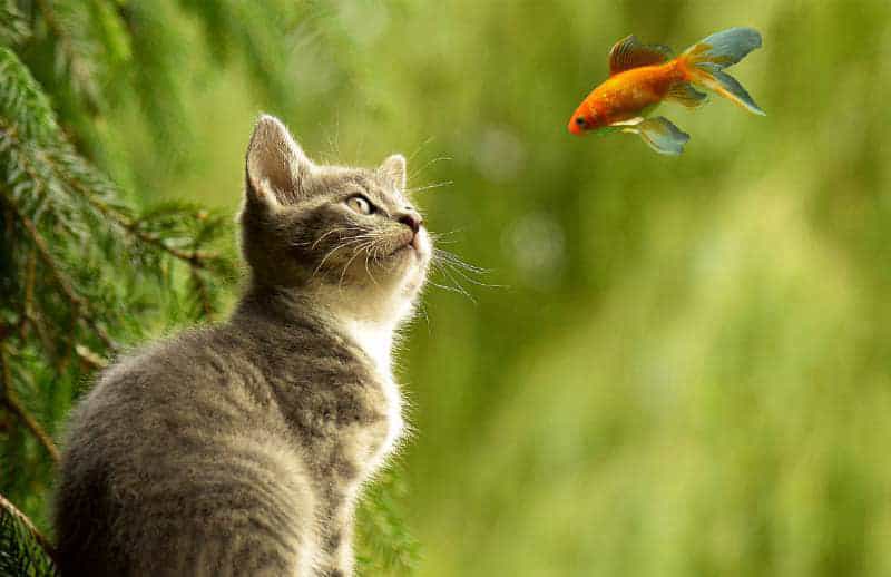 Photoshop教程:创建猫观看鱼的幻想场景(图4)