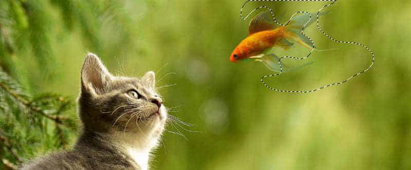 Photoshop教程:创建猫观看鱼的幻想场景(图6)