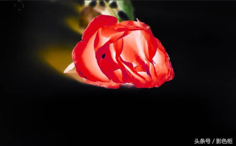 PS教程:打造发光低色调玫瑰花照片(图6)